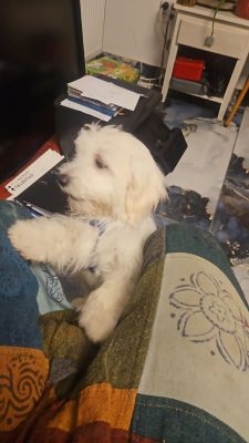Vand Bichon